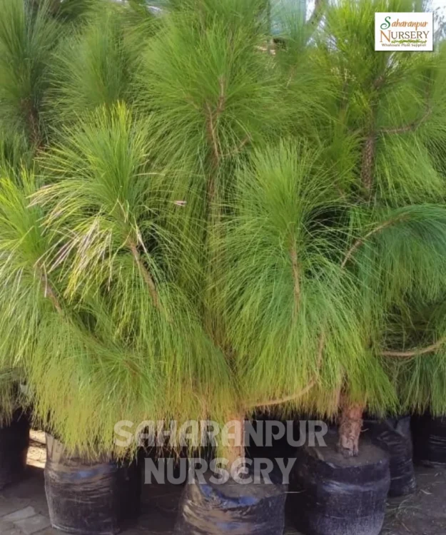 Chir Pine Tree, Pinus roxburghii , Longleaf Indian pine, Ornamental Tree, Landscaping Tree, Saharanpur Nursery Wholesale plant supplier, nursery in India, Landscaping company