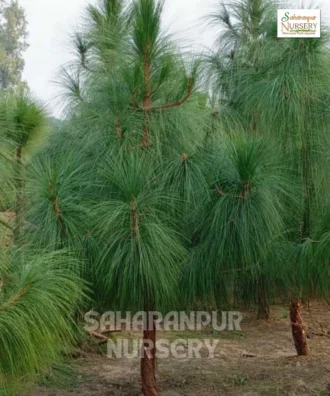 Chir Pine, Chir Pine Tree, Pinus roxburghii , Longleaf Indian pine, Ornamental Tree, Landscaping Tree, Saharanpur Nursery Wholesale plant supplier, nursery in India, Landscaping company in India, Plant Exporter in India