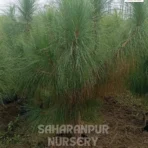 Chir Pine Tree, Pinus roxburghii , Longleaf Indian pine, Ornamental Tree, Landscaping Tree, Saharanpur Nursery Wholesale plant supplier, nursery in India, Landscaping company