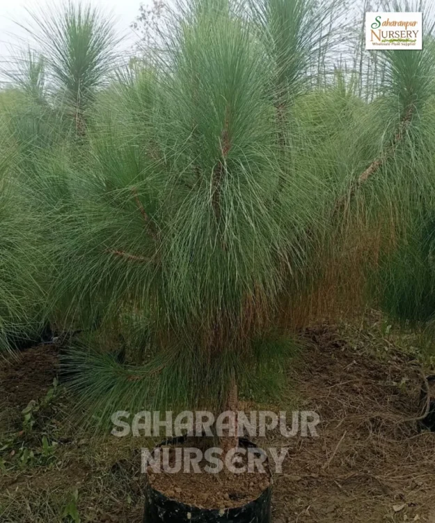 Chir Pine Tree, Pinus roxburghii , Longleaf Indian pine, Ornamental Tree, Landscaping Tree, Saharanpur Nursery Wholesale plant supplier, nursery in India, Landscaping company