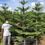 Christmas Tree, Araucaria Columnaris, Cook pine tree, Ornamental Tree, Landscaping Tree, Avenue Tree, Saharanpur Nursery Wholesale plant supplier, nursery in India, Landscaping company