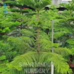 Christmas Tree, Araucaria Columnaris, Cook pine tree, Ornamental Tree, Landscaping Tree, Avenue Tree, Saharanpur Nursery Wholesale plant supplier, nursery in India, Landscaping company
