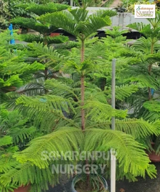 Christmas Tree, Araucaria Columnaris, Cook pine tree, Ornamental Tree, Landscaping Tree, Avenue Tree, Saharanpur Nursery Wholesale plant supplier, nursery in India, Landscaping company