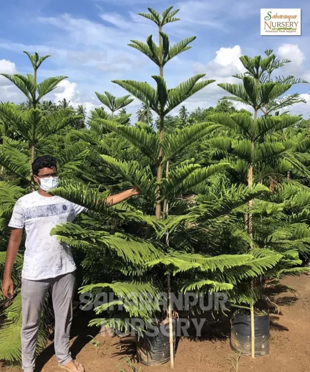 Christmas Tree, Araucaria Columnaris, Cook pine tree, Ornamental Tree, Landscaping Tree, Avenue Tree, Saharanpur Nursery Wholesale plant supplier, nursery in India, Landscaping company