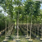 Chukrasia tabularis, Chittagong Wood Tree, Indian Mahogany Tree, Saharanpur Nursery Wholesale plant supplier, nursery in India, Landscaping company