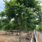 Chukrasia tabularis, Chittagong Wood Tree, Indian Mahogany Tree, Saharanpur Nursery Wholesale plant supplier, nursery in India, Landscaping company