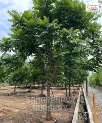 Chukrasia Tabularis Chukrasia tabularis, Chittagong Wood Tree, Indian Mahogany Tree, Saharanpur Nursery Wholesale plant supplier, nursery in India, Landscaping company