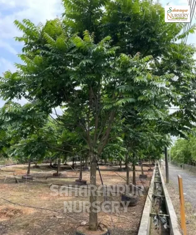Chukrasia tabularis, Chittagong Wood Tree, Indian Mahogany Tree, Saharanpur Nursery Wholesale plant supplier, nursery in India, Landscaping company