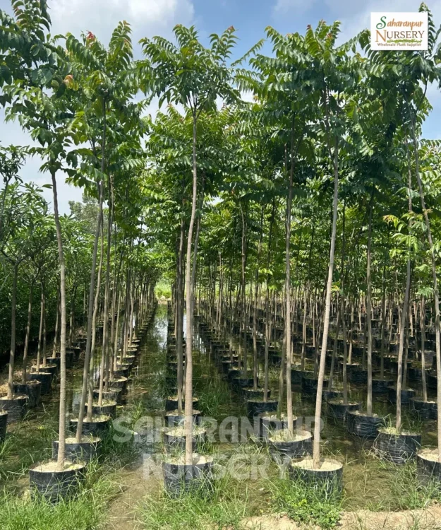 Chukrasia tabularis, Chittagong Wood Tree, Indian Mahogany Tree, Saharanpur Nursery Wholesale plant supplier, nursery in India, Landscaping company