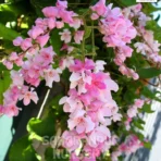 Coral Vine, Antigonon Leptopus, Coral Creeper, Mexican Creeper, Saharanpur Nursery Wholesale plant supplier, nursery in India, Landscaping company