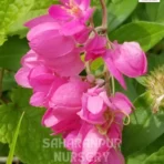 Coral Vine, Antigonon Leptopus, Coral Creeper, Mexican Creeper, Saharanpur Nursery Wholesale plant supplier, nursery in India, Landscaping company