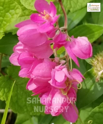 Coral Vine, Antigonon Leptopus, Coral Creeper, Mexican Creeper, Saharanpur Nursery Wholesale plant supplier, nursery in India, Landscaping company