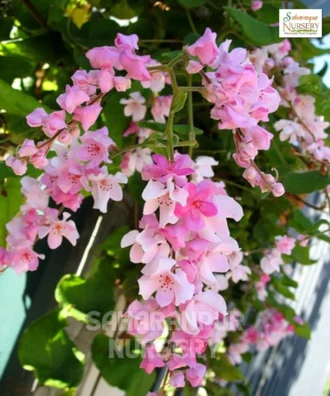 Coral Vine Coral Vine, Antigonon Leptopus, Coral Creeper, Mexican Creeper, Saharanpur Nursery Wholesale plant supplier, nursery in India, Landscaping company