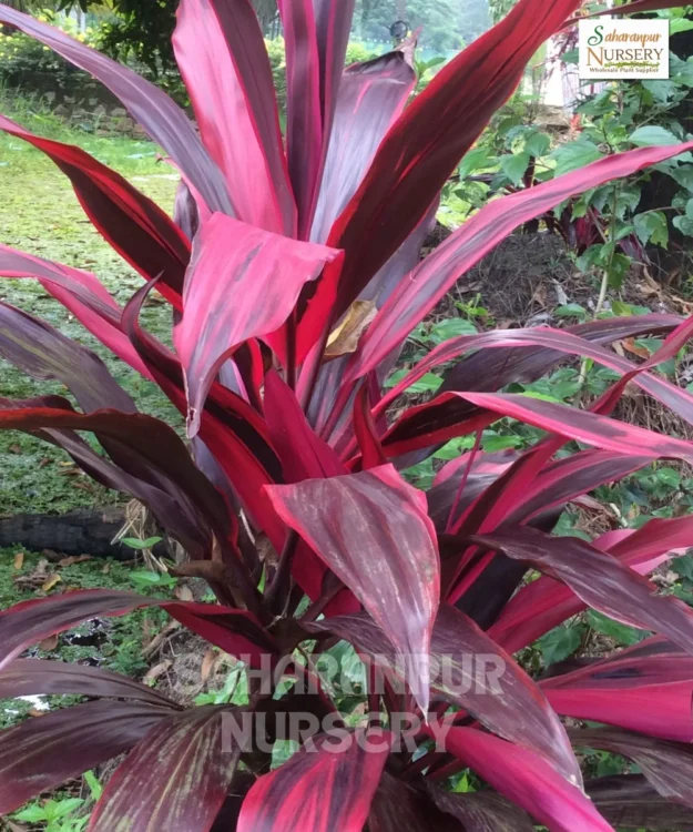 Cordyline Plant, Ti Plant, Palm Lily Plant, Ornamental Tree, Landscaping Tree, Saharanpur Nursery Wholesale plant supplier, nursery in India, Landscaping company