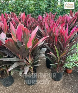 Cordyline Plant, Ti Plant, Palm Lily Plant, Ornamental Tree, Landscaping Tree, Saharanpur Nursery Wholesale plant supplier, nursery in India, Landscaping company