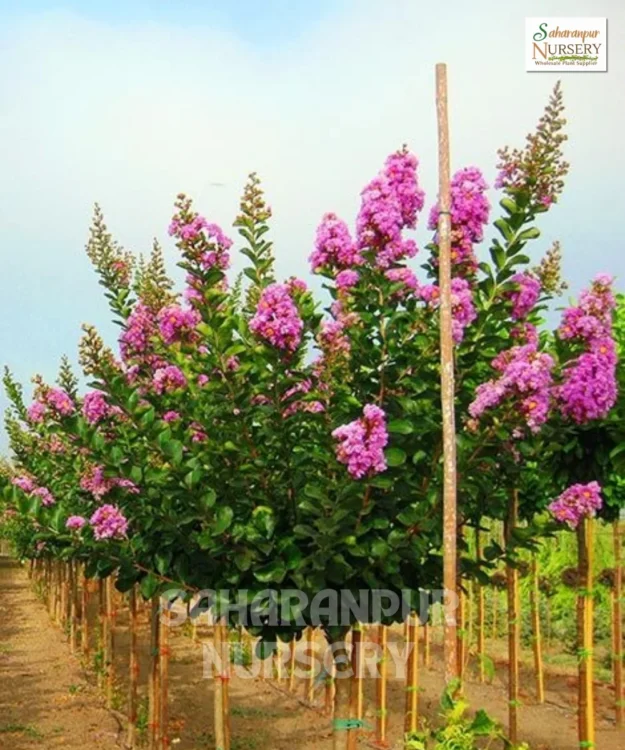 Crepe Myrtle Purple Tree, Lagerstroemia Indica Purple, Ornamental Tree, Landscaping Tree, Avenue Tree, Saharanpur Nursery Wholesale plant supplier, nursery in India, Landscaping company