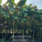 Crepe Myrtle Tree, Lagerstroemia speciosa, Pride Of India , Landscaping Tree, Ornamental Tree, Saharanpur Nursery Wholesale plant supplier, nursery in India, Landscaping company