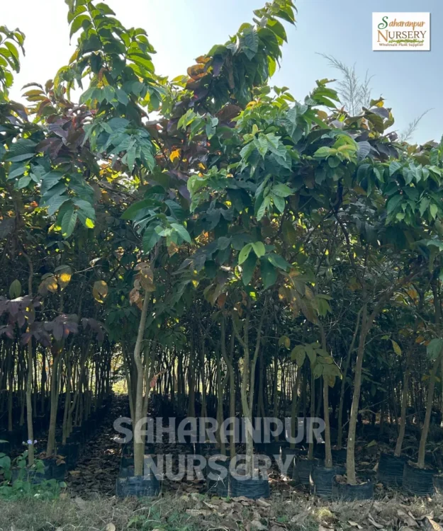 Crepe Myrtle Tree, Lagerstroemia speciosa, Pride Of India , Landscaping Tree, Ornamental Tree, Saharanpur Nursery Wholesale plant supplier, nursery in India, Landscaping company