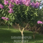 Crepe Myrtle Tree, Lagerstroemia speciosa, Pride Of India , Landscaping Tree, Ornamental Tree, Saharanpur Nursery Wholesale plant supplier, nursery in India, Landscaping company