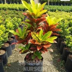 Croton Plant, Codiaeum Variegatum, Garden Croton Plant, Indoor Plant , Saharanpur Nursery Wholesale plant supplier, nursery in India, Landscaping company