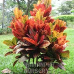 Croton Plant, Codiaeum Variegatum, Garden Croton Plant, Indoor Plant , Saharanpur Nursery Wholesale plant supplier, nursery in India, Landscaping company