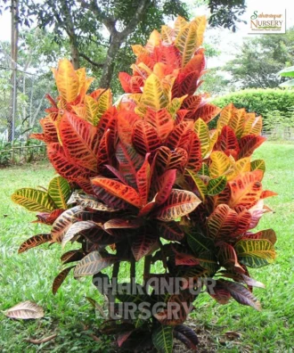 Croton Plant, Codiaeum Variegatum, Garden Croton Plant, Indoor Plant , Saharanpur Nursery Wholesale plant supplier, nursery in India, Landscaping company