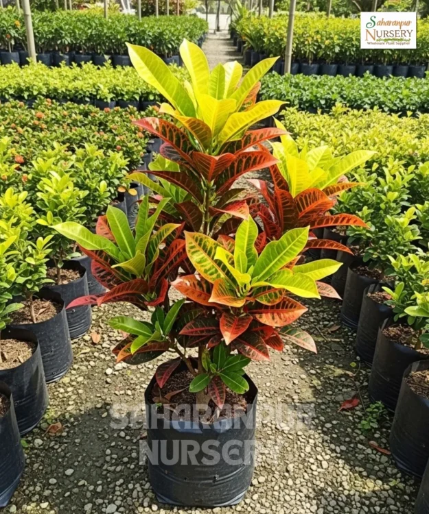 Croton Plant Croton Plant, Codiaeum Variegatum, Garden Croton Plant, Indoor Plant , Saharanpur Nursery Wholesale plant supplier, nursery in India, Landscaping company
