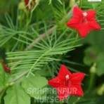 Cypress Vine, Ipomoea Quamoclit, Star Glory Flower, Saharanpur Nursery Wholesale plant supplier, nursery in India, Landscaping company