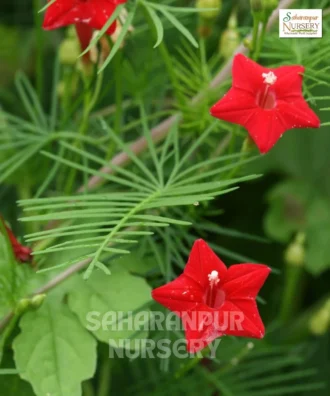 Cypress Vine, Ipomoea Quamoclit, Star Glory Flower, Saharanpur Nursery Wholesale plant supplier, nursery in India, Landscaping company