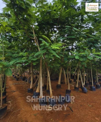 Gulmohar, Gulmohar Tree, Delonix Regia, Royal Poinciana, Ornamental Tree, Landscaping Tree, Avenue Tree, Saharanpur Nursery Wholesale plant supplier, nursery in India, Landscaping company in India, Plant Exporter in India