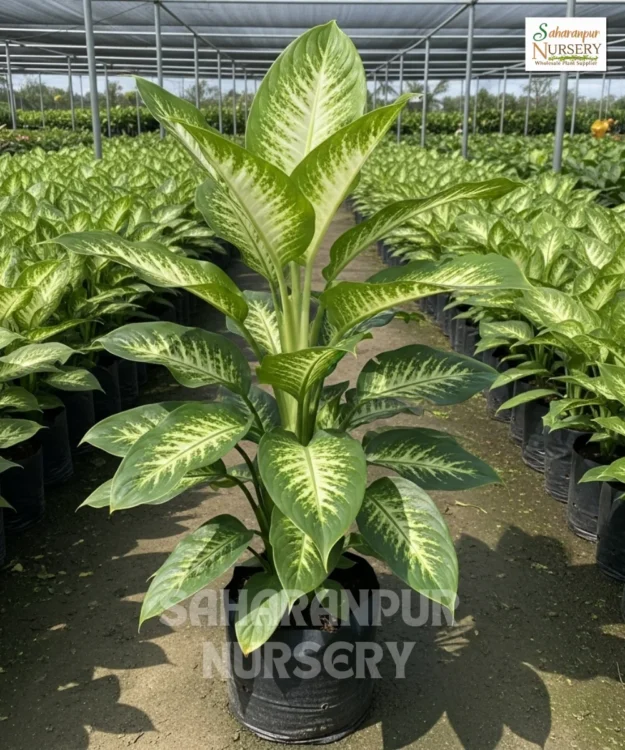 Dieffenbachia Plant, Dumb Canes, Saharanpur Nursery Wholesale plant supplier, nursery in India, Landscaping company