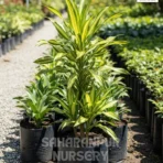 Variegated Dracaena Plant, Dragon Tree, Dracaena Draco, Ornamental Plant, Landscaping Plant, Indoor Plant, Saharanpur Nursery Wholesale plant supplier, nursery in India, Landscaping company