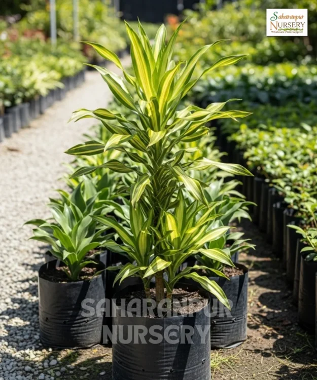 Variegated Dracaena Plant, Dragon Tree, Dracaena Draco, Ornamental Plant, Landscaping Plant, Indoor Plant, Saharanpur Nursery Wholesale plant supplier, nursery in India, Landscaping company