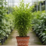 Dwarf Bamboo Plant, Pogonatherum paniceum, Baby Bamboo, Baby Panda Grass, Dwarf Bamboo, Saharanpur Nursery Wholesale plant supplier, nursery in India, Landscaping company