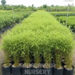 Dwarf Bamboo Plant, Pogonatherum paniceum, Baby Bamboo, Baby Panda Grass, Dwarf Bamboo, Saharanpur Nursery Wholesale plant supplier, nursery in India, Landscaping company