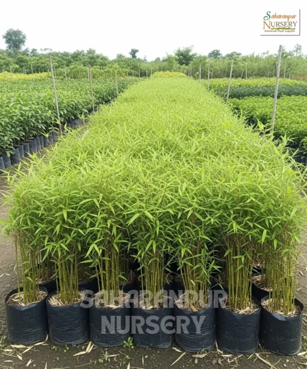 Dwarf Bamboo Plant, Pogonatherum paniceum, Baby Bamboo, Baby Panda Grass, Dwarf Bamboo, Saharanpur Nursery Wholesale plant supplier, nursery in India, Landscaping company