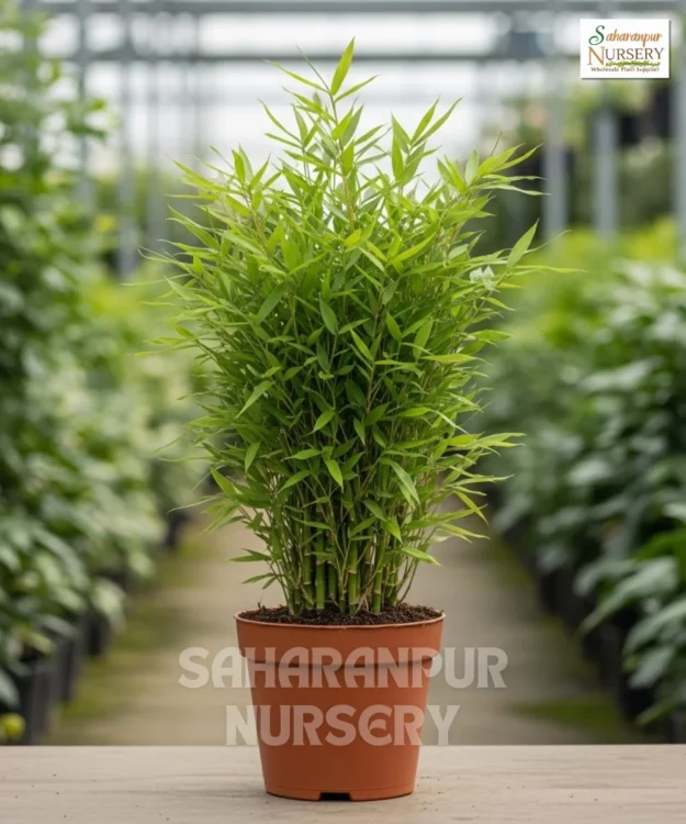 Dwarf Bamboo Plant, Pogonatherum paniceum, Baby Bamboo, Baby Panda Grass, Dwarf Bamboo, Saharanpur Nursery Wholesale plant supplier, nursery in India, Landscaping company