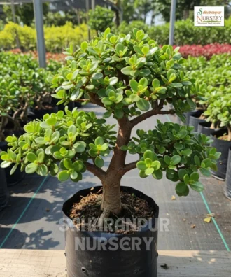 Dwarf Jade Bonsai, Portulacaria Afra , Elephant Bush Plant, Saharanpur Nursery Wholesale plant supplier, nursery in India, Landscaping company
