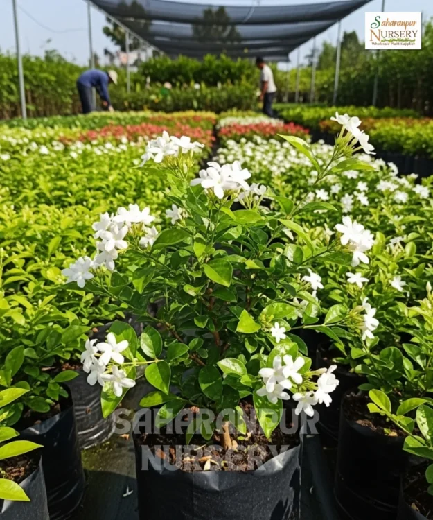 Dwarf Jasmine, Jasminum Parkeri, Dwarf Chandni , Pinewheel Flower, Saharanpur Nursery Wholesale plant supplier, nursery in India, Landscaping company