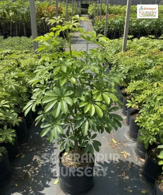 Dwarf Umbrella Tree, Schefflera Arboricola, Saharanpur Nursery Wholesale plant supplier, nursery in India, Landscaping company