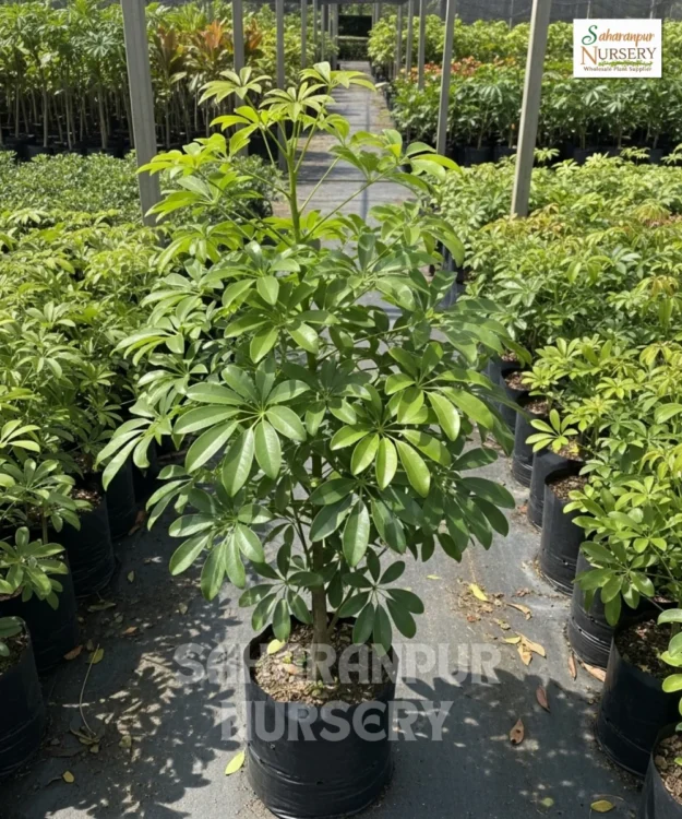 Dwarf Umbrella Tree, Schefflera Arboricola, Saharanpur Nursery Wholesale plant supplier, nursery in India, Landscaping company