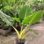 Elephant Ear Plant, Alocasia macrorrhizos, Gain Taro , Ape Plant, Saharanpur Nursery Wholesale plant supplier, nursery in India, Landscaping company