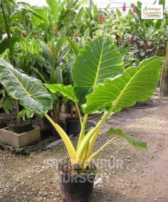 Elephant Ear Plant, Alocasia macrorrhizos, Gain Taro , Ape Plant, Saharanpur Nursery Wholesale plant supplier, nursery in India, Landscaping company