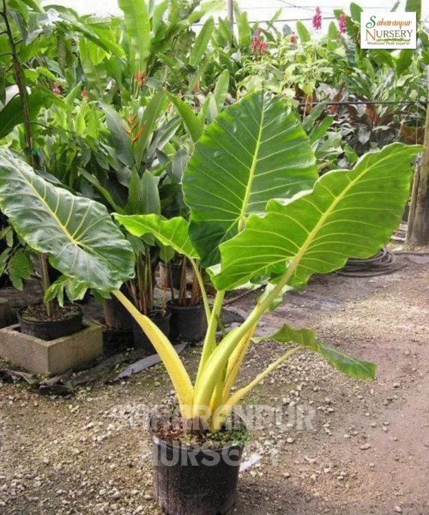 Elephant Ear Plant, Alocasia macrorrhizos, Gain Taro , Ape Plant, Saharanpur Nursery Wholesale plant supplier, nursery in India, Landscaping company
