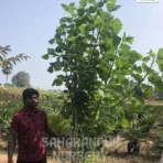 Erythrina indica, Paribhadra , Tota Tree, Indian Coral Tree, Saharanpur Nursery Wholesale plant supplier, nursery in India, Landscaping company