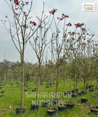 Erythrina indica, Paribhadra , Tota Tree, Indian Coral Tree, Saharanpur Nursery Wholesale plant supplier, nursery in India, Landscaping company