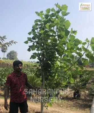 Erythrina indica, Paribhadra , Tota Tree, Indian Coral Tree, Saharanpur Nursery Wholesale plant supplier, nursery in India, Landscaping company