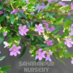 False Heather, Cuphea hyssopifolia, Mexican Heather, Elfin Herb, Saharanpur Nursery Wholesale plant supplier, nursery in India, Landscaping company