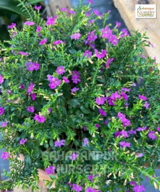 False Heather, Cuphea hyssopifolia, Mexican Heather, Elfin Herb, Saharanpur Nursery Wholesale plant supplier, nursery in India, Landscaping company