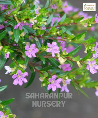 False Heather, Cuphea hyssopifolia, Mexican Heather, Elfin Herb, Saharanpur Nursery Wholesale plant supplier, nursery in India, Landscaping company
